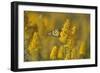 Monarch 7-Gordon Semmens-Framed Photographic Print