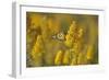 Monarch 7-Gordon Semmens-Framed Photographic Print