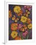 Monarch and Gerba Daisies-Charlsie Kelly-Framed Giclee Print