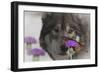 Monarch and Wolf II-Gordon Semmens-Framed Photographic Print