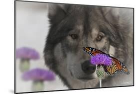 Monarch and Wolf II-Gordon Semmens-Mounted Photographic Print