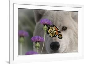Monarch and Wolf-Gordon Semmens-Framed Photographic Print