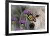 Monarch and Wolf-Gordon Semmens-Framed Photographic Print