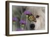 Monarch and Wolf-Gordon Semmens-Framed Photographic Print