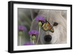 Monarch and Wolf-Gordon Semmens-Framed Photographic Print