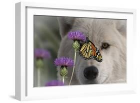 Monarch and Wolf-Gordon Semmens-Framed Photographic Print