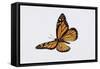 Monarch Butterflies (Danaus Plexippus), Nymphalidae. Artwork by Tim Hayward-null-Framed Stretched Canvas