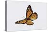 Monarch Butterflies (Danaus Plexippus), Nymphalidae. Artwork by Tim Hayward-null-Stretched Canvas