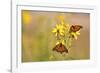 Monarch Butterflies on Butterweed Prairie Ridge Sna, Marion Co., Il-Richard ans Susan Day-Framed Photographic Print