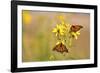 Monarch Butterflies on Butterweed Prairie Ridge Sna, Marion Co., Il-Richard ans Susan Day-Framed Photographic Print