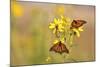 Monarch Butterflies on Butterweed Prairie Ridge Sna, Marion Co., Il-Richard ans Susan Day-Mounted Photographic Print