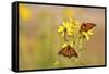 Monarch Butterflies on Butterweed Prairie Ridge Sna, Marion Co., Il-Richard ans Susan Day-Framed Stretched Canvas