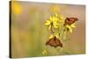 Monarch Butterflies on Butterweed Prairie Ridge Sna, Marion Co., Il-Richard ans Susan Day-Stretched Canvas