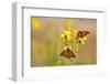 Monarch Butterflies on Butterweed Prairie Ridge Sna, Marion Co., Il-Richard ans Susan Day-Framed Photographic Print