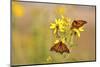 Monarch Butterflies on Butterweed Prairie Ridge Sna, Marion Co., Il-Richard ans Susan Day-Mounted Photographic Print