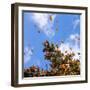 Monarch Butterflies on Tree Branch in Blue Sky Background in Michoacan, Mexico-JHVEPhoto-Framed Photographic Print