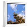 Monarch Butterflies on Tree Branch in Blue Sky Background in Michoacan, Mexico-JHVEPhoto-Framed Photographic Print