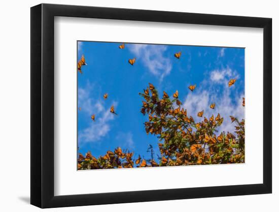 Monarch Butterflies on Tree Branch in Blue Sky Background, Michoacan, Mexico-JHVEPhoto-Framed Photographic Print