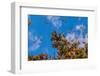 Monarch Butterflies on Tree Branch in Blue Sky Background, Michoacan, Mexico-JHVEPhoto-Framed Photographic Print