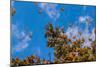 Monarch Butterflies on Tree Branch in Blue Sky Background, Michoacan, Mexico-JHVEPhoto-Mounted Photographic Print