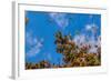 Monarch Butterflies on Tree Branch in Blue Sky Background, Michoacan, Mexico-JHVEPhoto-Framed Photographic Print