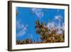 Monarch Butterflies on Tree Branch in Blue Sky Background, Michoacan, Mexico-JHVEPhoto-Framed Photographic Print