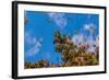 Monarch Butterflies on Tree Branch in Blue Sky Background, Michoacan, Mexico-JHVEPhoto-Framed Photographic Print