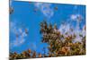 Monarch Butterflies on Tree Branch in Blue Sky Background, Michoacan, Mexico-JHVEPhoto-Mounted Photographic Print