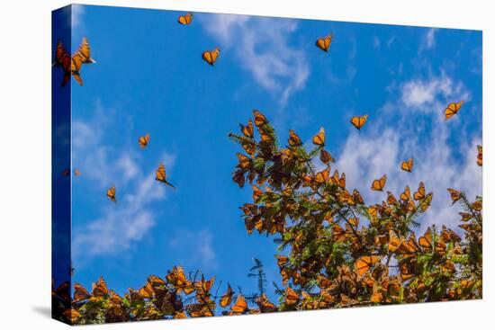 Monarch Butterflies on Tree Branch in Blue Sky Background, Michoacan, Mexico-JHVEPhoto-Stretched Canvas