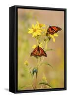 Monarch Butterflies, Prairie Ridge Sna, Marion, Illinois, Usa-Richard ans Susan Day-Framed Stretched Canvas