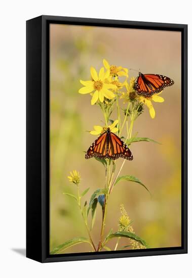 Monarch Butterflies, Prairie Ridge Sna, Marion, Illinois, Usa-Richard ans Susan Day-Framed Stretched Canvas