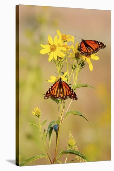 Monarch Butterflies, Prairie Ridge Sna, Marion, Illinois, Usa-Richard ans Susan Day-Stretched Canvas
