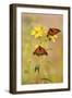 Monarch Butterflies, Prairie Ridge Sna, Marion, Illinois, Usa-Richard ans Susan Day-Framed Premium Photographic Print