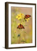 Monarch Butterflies, Prairie Ridge Sna, Marion, Illinois, Usa-Richard ans Susan Day-Framed Photographic Print