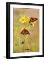 Monarch Butterflies, Prairie Ridge Sna, Marion, Illinois, Usa-Richard ans Susan Day-Framed Photographic Print