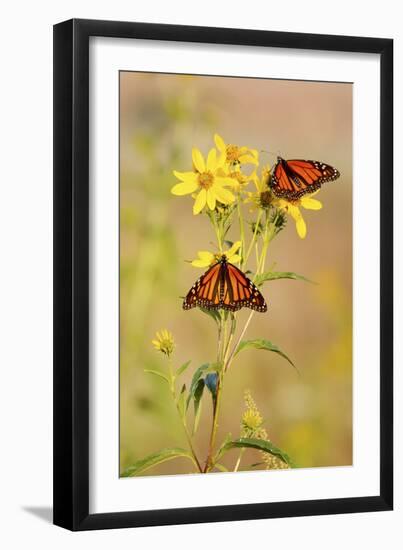 Monarch Butterflies, Prairie Ridge Sna, Marion, Illinois, Usa-Richard ans Susan Day-Framed Photographic Print