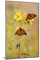 Monarch Butterflies, Prairie Ridge Sna, Marion, Illinois, Usa-Richard ans Susan Day-Mounted Photographic Print