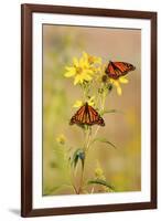 Monarch Butterflies, Prairie Ridge Sna, Marion, Illinois, Usa-Richard ans Susan Day-Framed Photographic Print