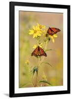 Monarch Butterflies, Prairie Ridge Sna, Marion, Illinois, Usa-Richard ans Susan Day-Framed Photographic Print