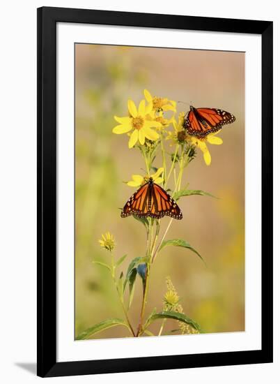 Monarch Butterflies, Prairie Ridge Sna, Marion, Illinois, Usa-Richard ans Susan Day-Framed Photographic Print
