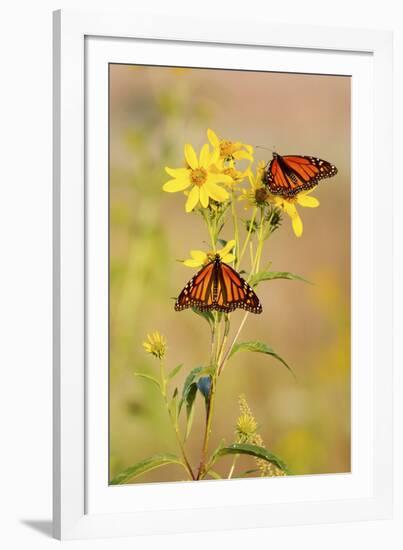 Monarch Butterflies, Prairie Ridge Sna, Marion, Illinois, Usa-Richard ans Susan Day-Framed Photographic Print