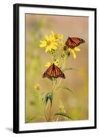 Monarch Butterflies, Prairie Ridge Sna, Marion, Illinois, Usa-Richard ans Susan Day-Framed Photographic Print