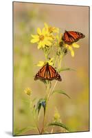 Monarch Butterflies, Prairie Ridge Sna, Marion, Illinois, Usa-Richard ans Susan Day-Mounted Photographic Print