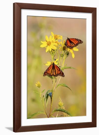 Monarch Butterflies, Prairie Ridge Sna, Marion, Illinois, Usa-Richard ans Susan Day-Framed Photographic Print