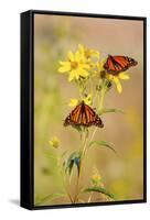 Monarch Butterflies, Prairie Ridge Sna, Marion, Illinois, Usa-Richard ans Susan Day-Framed Stretched Canvas