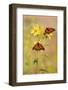 Monarch Butterflies, Prairie Ridge Sna, Marion, Illinois, Usa-Richard ans Susan Day-Framed Photographic Print