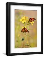 Monarch Butterflies, Prairie Ridge Sna, Marion, Illinois, Usa-Richard ans Susan Day-Framed Photographic Print