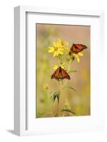 Monarch Butterflies, Prairie Ridge Sna, Marion, Illinois, Usa-Richard ans Susan Day-Framed Photographic Print