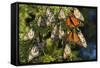 Monarch Butterflies Roosting, Prairie Ridge Sna, Marion Co., Il-Richard ans Susan Day-Framed Stretched Canvas