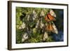 Monarch Butterflies Roosting, Prairie Ridge Sna, Marion Co., Il-Richard ans Susan Day-Framed Photographic Print